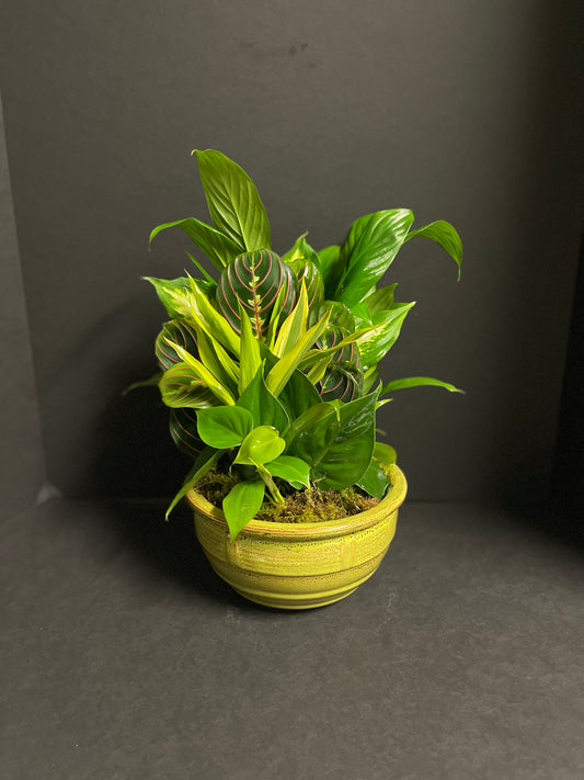 Garden Dish Med