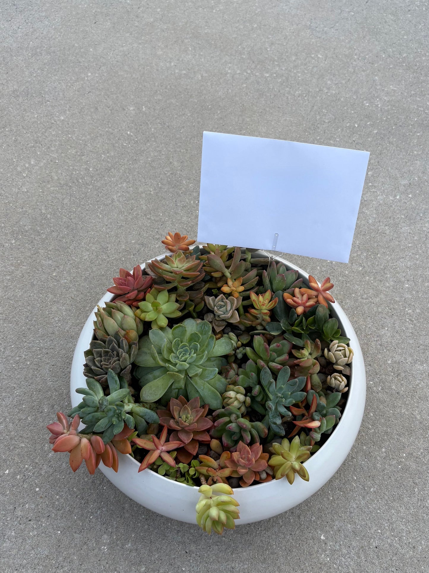 Succulent Plants