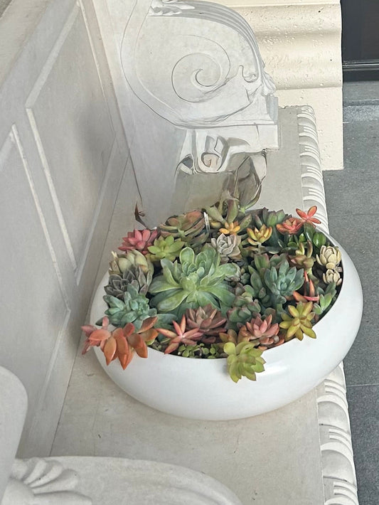 Succulent Plants