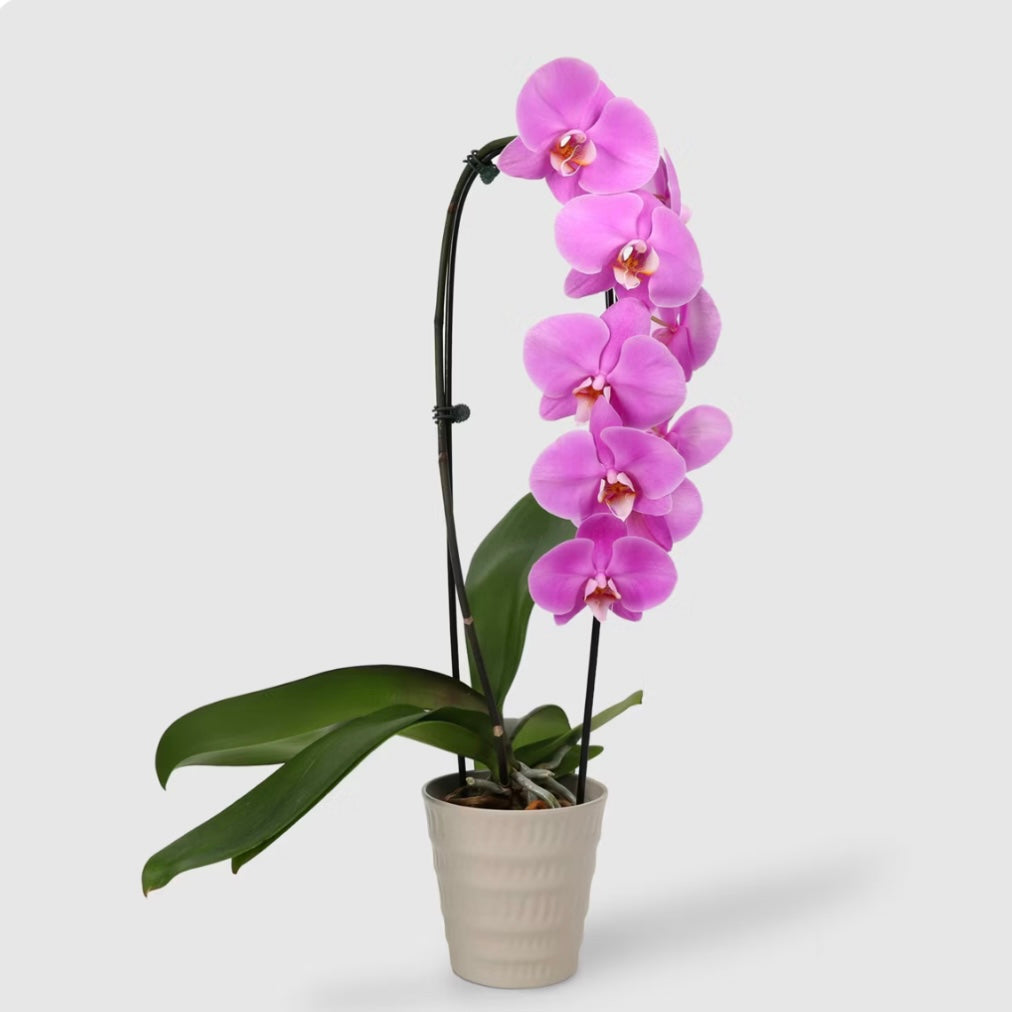 Orchid Plant