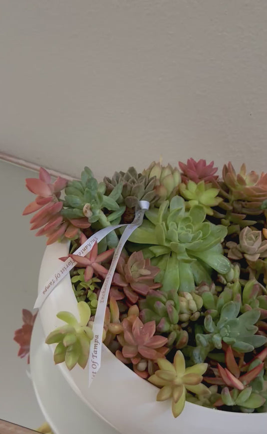 Succulent Plants